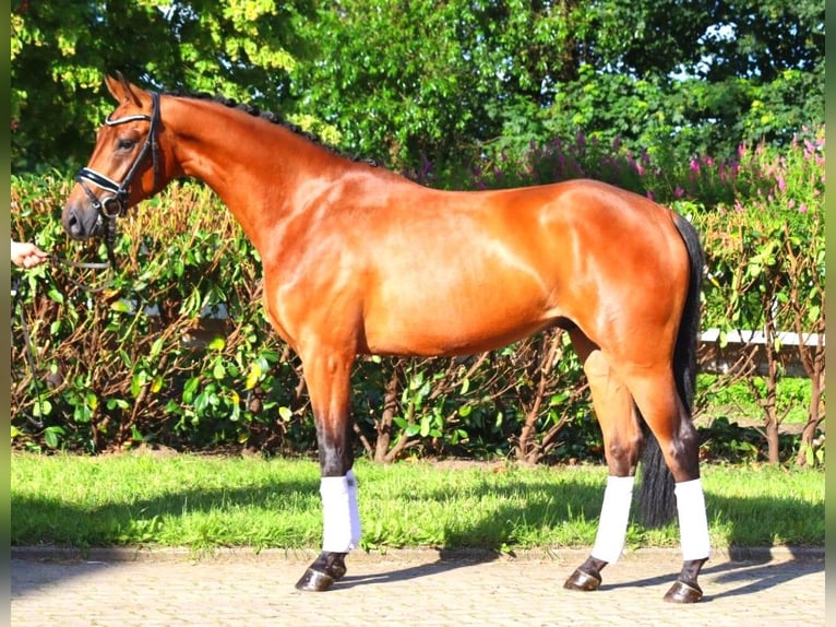 Hannoveriano Caballo castrado 4 años 168 cm Castaño in Selsingen