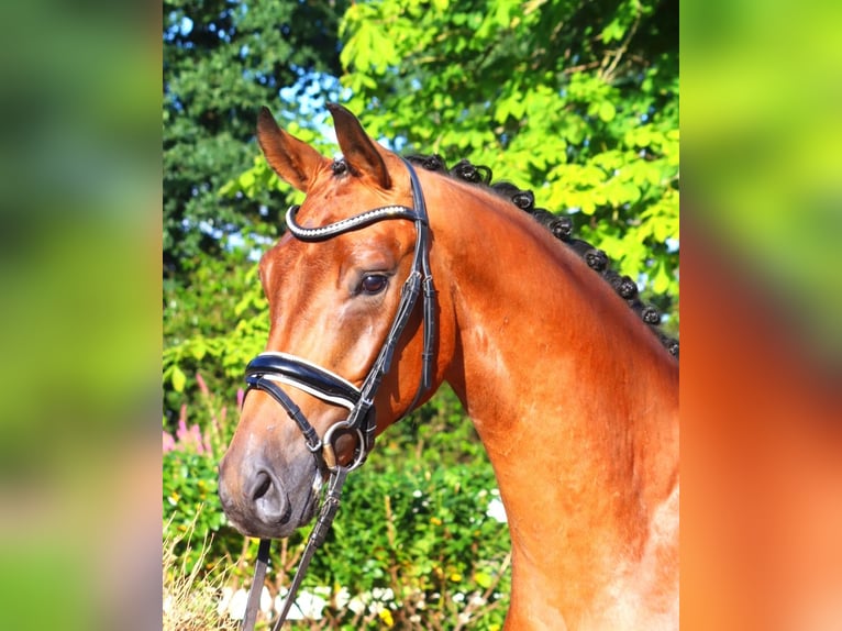 Hannoveriano Caballo castrado 4 años 168 cm Castaño in Selsingen