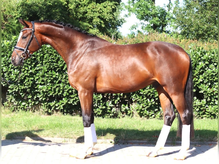 Hannoveriano Caballo castrado 4 años 168 cm Castaño in Selsingen