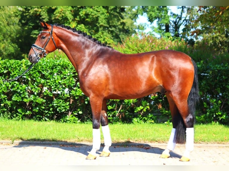 Hannoveriano Caballo castrado 4 años 168 cm Castaño in Selsingen