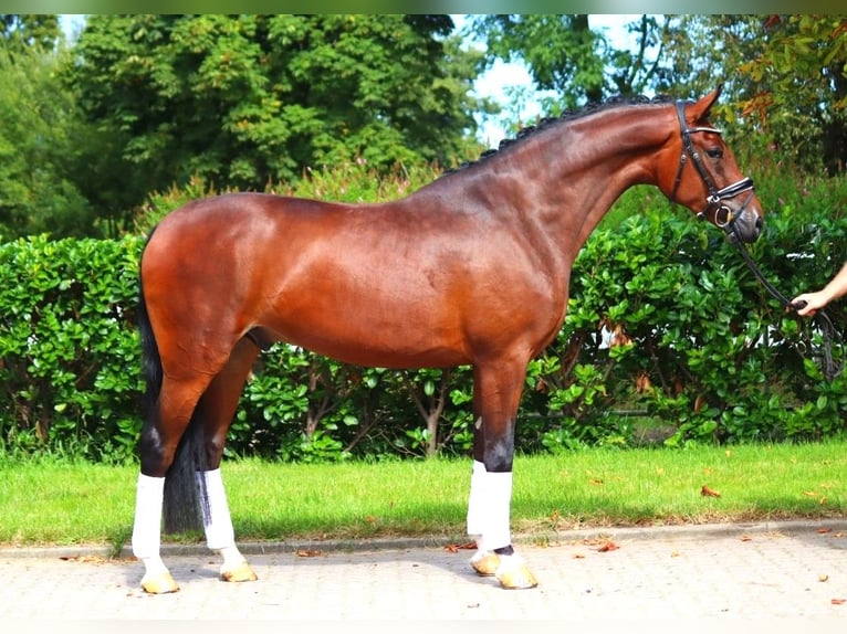 Hannoveriano Caballo castrado 4 años 168 cm Castaño in Selsingen