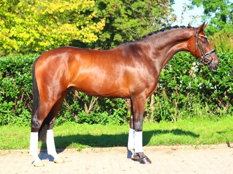 Hannoveriano Caballo castrado 4 años 168 cm Castaño in Selsingen