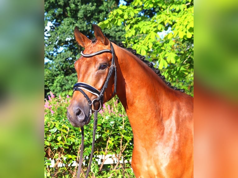 Hannoveriano Caballo castrado 4 años 168 cm Castaño in Selsingen