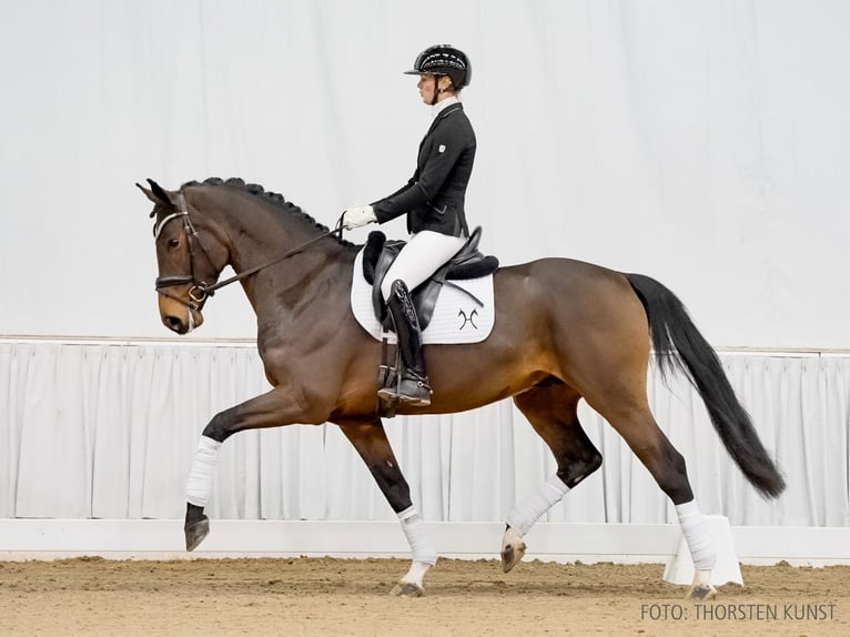 Hannoveriano Caballo castrado 4 años 168 cm Castaño in Verden