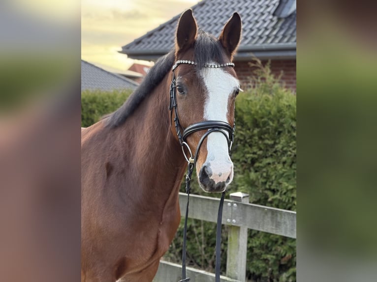 Hannoveriano Caballo castrado 4 años 168 cm Castaño in Bargstedt