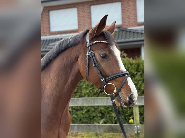 Hannoveriano Caballo castrado 4 años 168 cm Castaño in Bargstedt