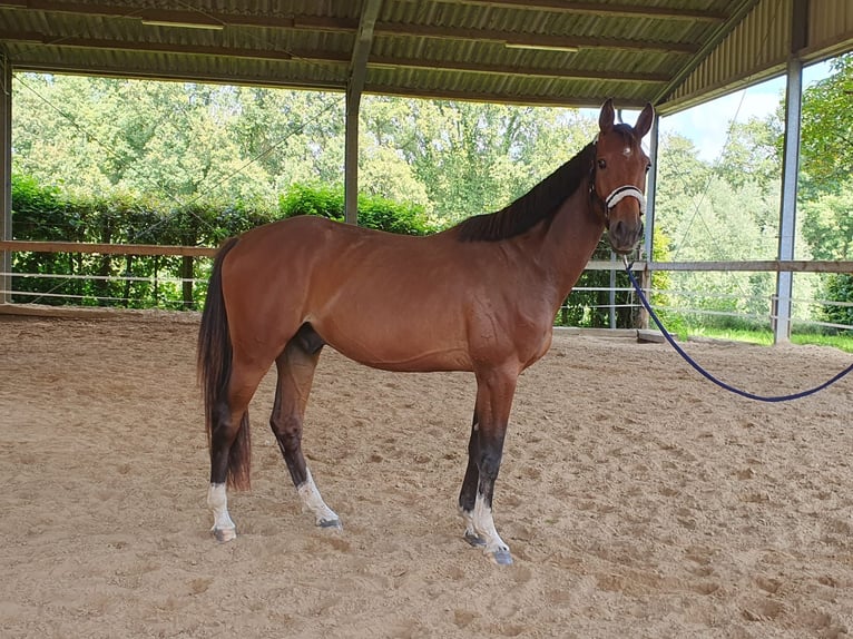 Hannoveriano Caballo castrado 4 años 168 cm Castaño in Grevenbroich