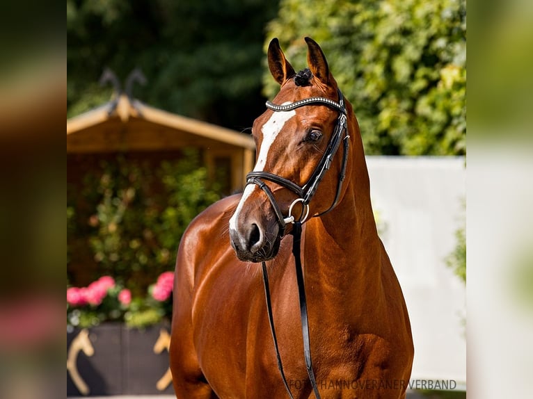 Hannoveriano Caballo castrado 4 años 168 cm Castaño in Verden