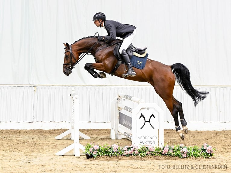 Hannoveriano Caballo castrado 4 años 168 cm Castaño in Verden