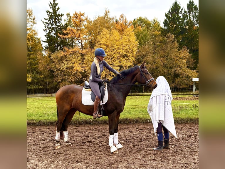 Hannoveriano Caballo castrado 4 años 168 cm Castaño oscuro in Kirchlinteln