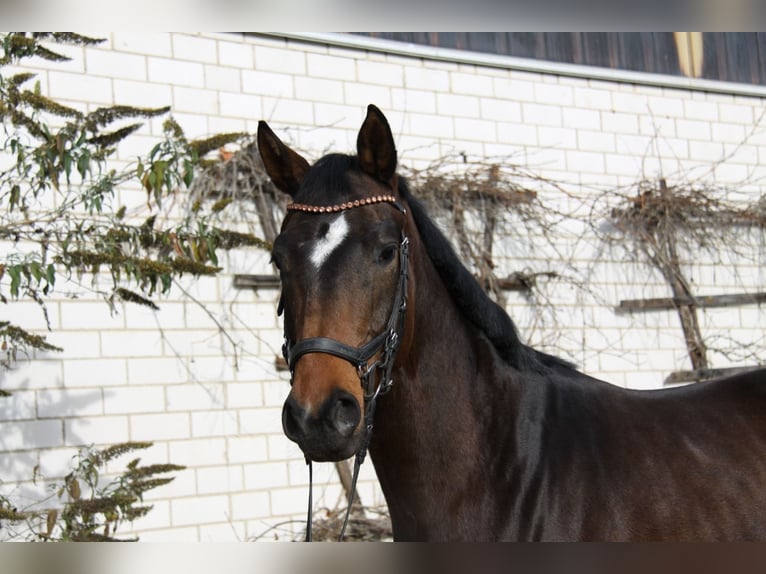 Hannoveriano Caballo castrado 4 años 168 cm Castaño oscuro in Winh&#xF6;ring