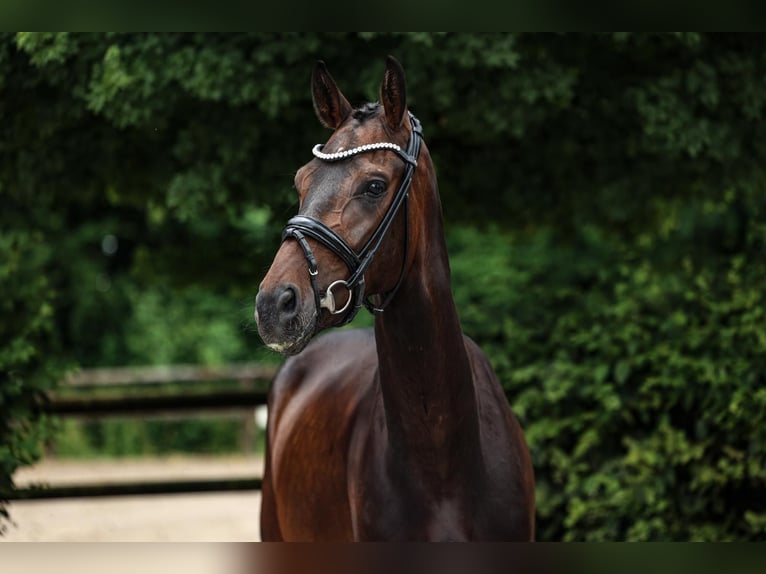Hannoveriano Caballo castrado 4 años 168 cm Castaño oscuro in Unterneukirchen