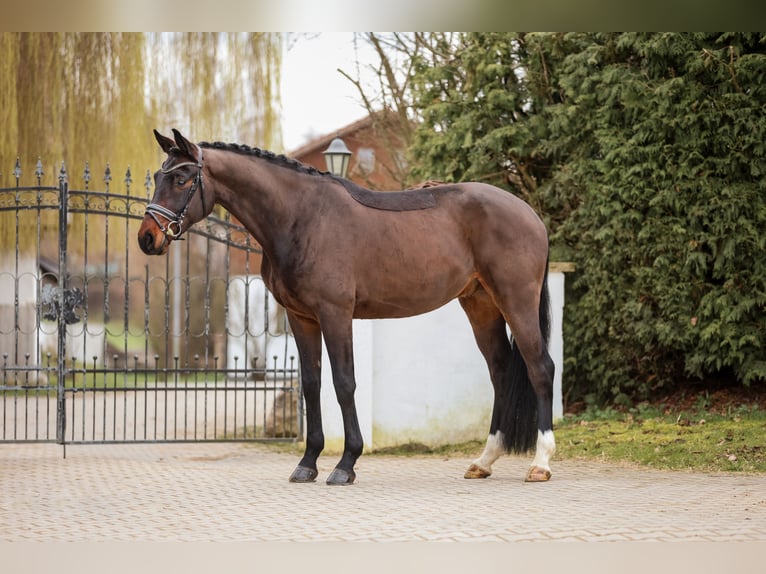 Hannoveriano Caballo castrado 4 años 168 cm Castaño oscuro in Bodenkirchen