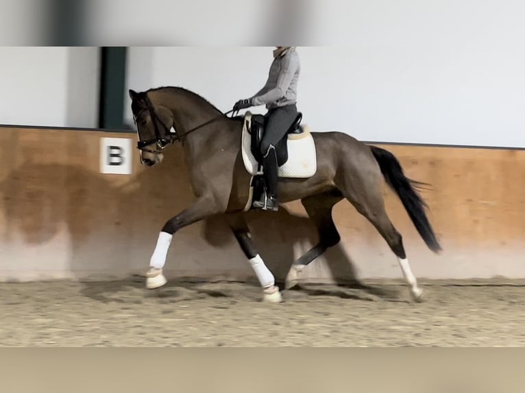 Hannoveriano Caballo castrado 4 años 168 cm Castaño oscuro in M&#xF6;nchengladbach