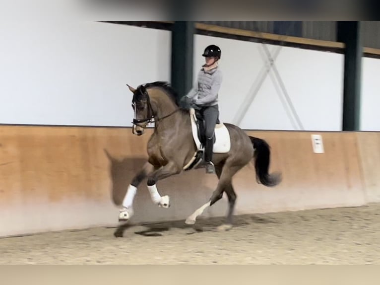 Hannoveriano Caballo castrado 4 años 168 cm Castaño oscuro in M&#xF6;nchengladbach