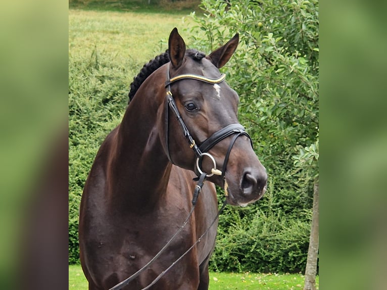 Hannoveriano Caballo castrado 4 años 168 cm Castaño oscuro in Ostercappeln