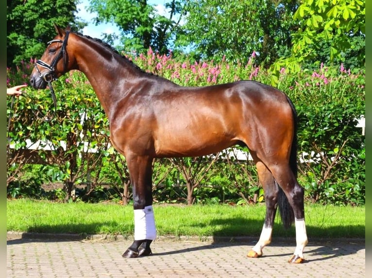 Hannoveriano Caballo castrado 4 años 168 cm Castaño oscuro in Selsingen