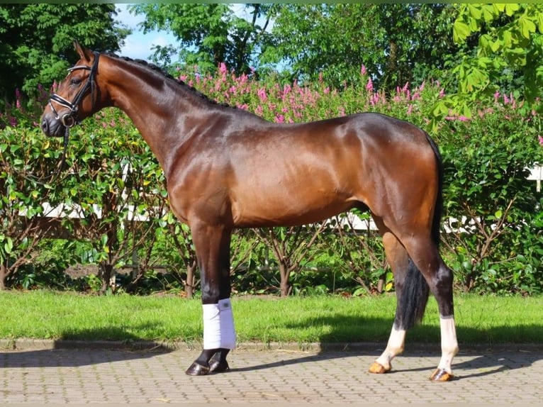 Hannoveriano Caballo castrado 4 años 168 cm Castaño oscuro in Selsingen