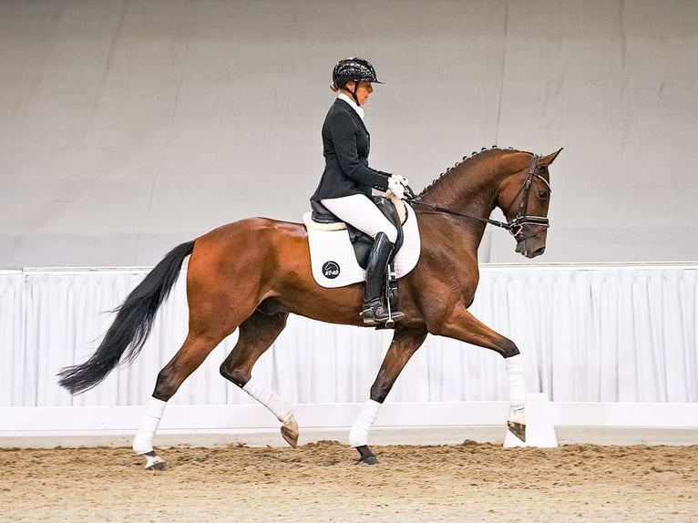 Hannoveriano Caballo castrado 4 años 168 cm Castaño oscuro in Verden