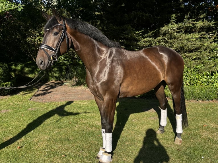 Hannoveriano Caballo castrado 4 años 168 cm Morcillo in Sandbostel