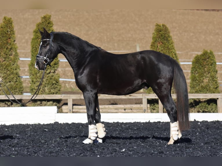 Hannoveriano Caballo castrado 4 años 168 cm Morcillo in Stallhofen