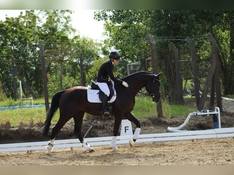 Hannoveriano Caballo castrado 4 años 168 cm Morcillo in Wendorf