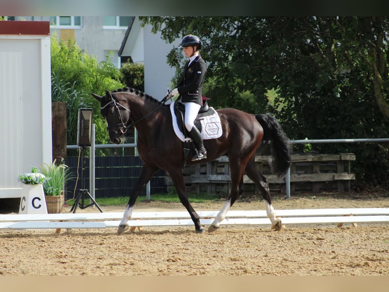 Hannoveriano Caballo castrado 4 años 168 cm Morcillo in Wendorf