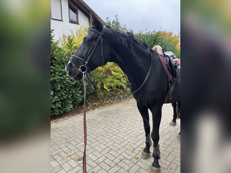 Hannoveriano Caballo castrado 4 años 168 cm Negro in Edingen-Neckarhausen