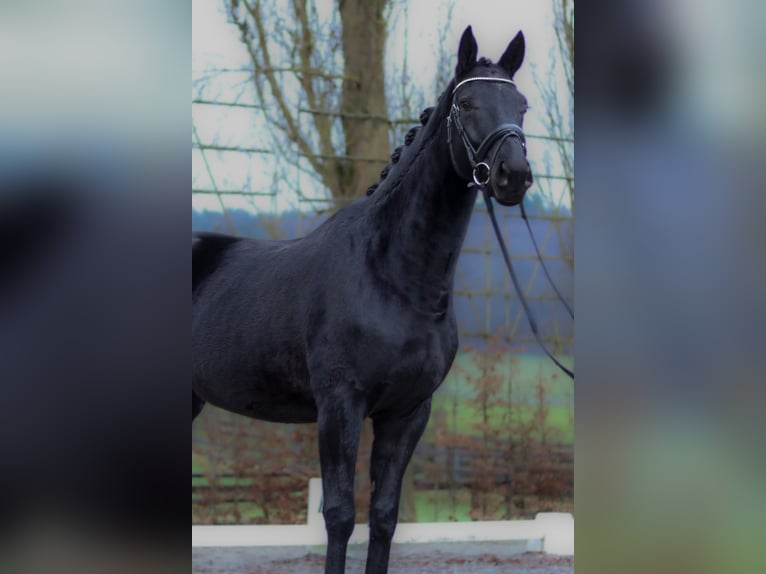 Hannoveriano Caballo castrado 4 años 168 cm Negro in Perl
