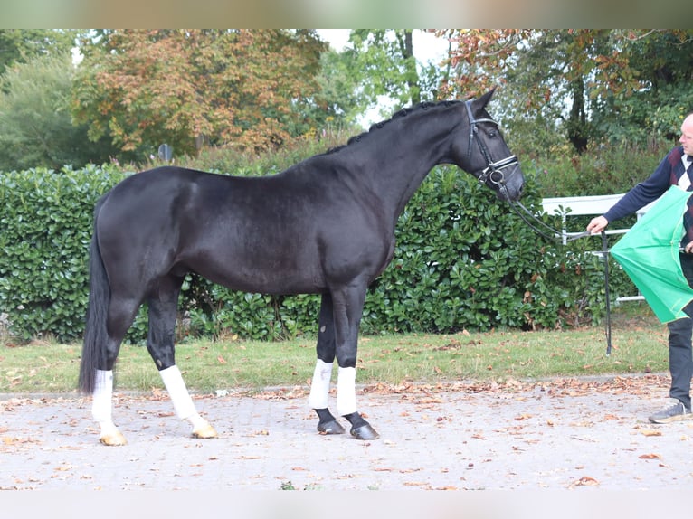 Hannoveriano Caballo castrado 4 años 168 cm Negro in Selsingen