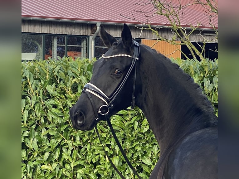 Hannoveriano Caballo castrado 4 años 168 cm Negro in Visbek