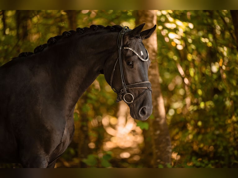 Hannoveriano Caballo castrado 4 años 168 cm Negro in Wehringen