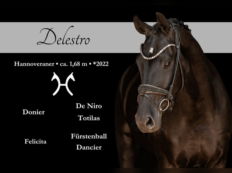 Hannoveriano Caballo castrado 4 años 168 cm Negro in Wehringen