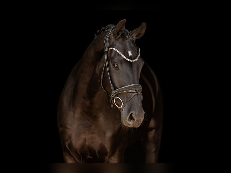 Hannoveriano Caballo castrado 4 años 168 cm Negro in Wehringen