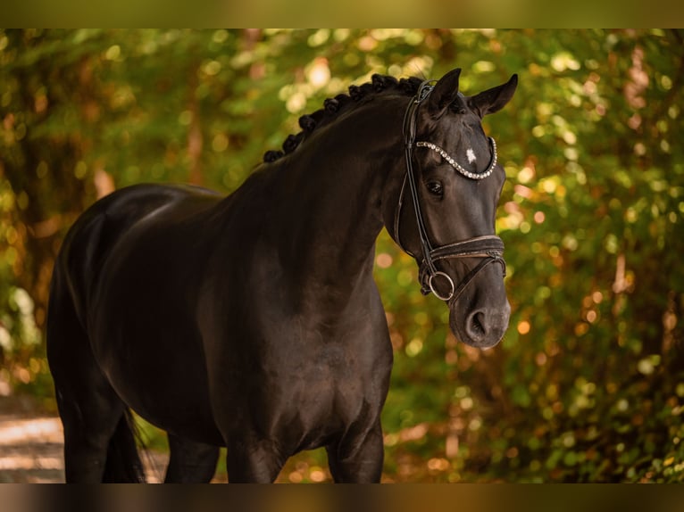 Hannoveriano Caballo castrado 4 años 168 cm Negro in Wehringen