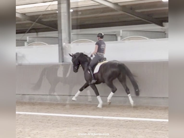 Hannoveriano Caballo castrado 4 años 168 cm Negro in Greven