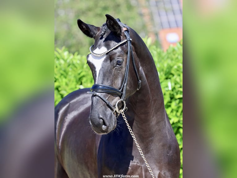 Hannoveriano Caballo castrado 4 años 168 cm Negro in Greven