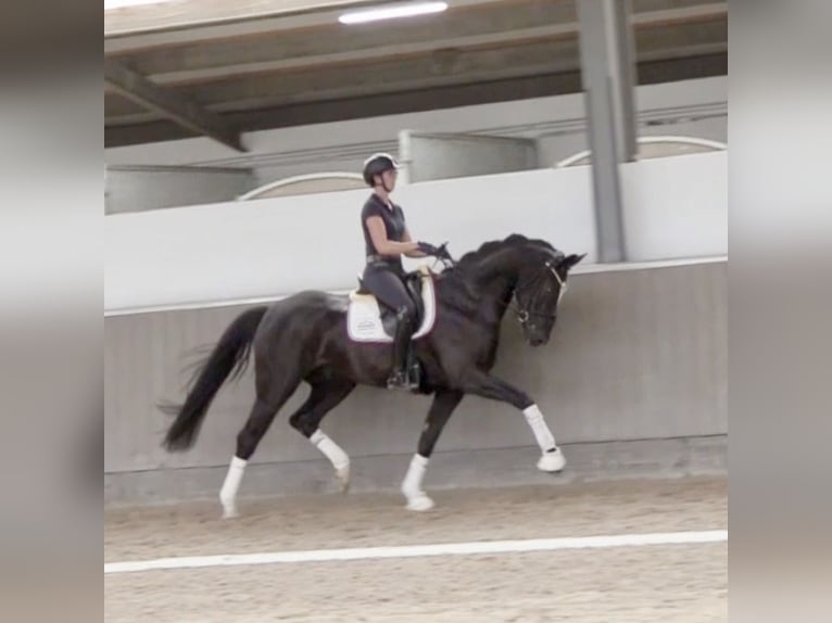 Hannoveriano Caballo castrado 4 años 168 cm Negro in Greven