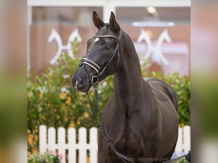 Hannoveriano Caballo castrado 4 años 168 cm Negro in Verden