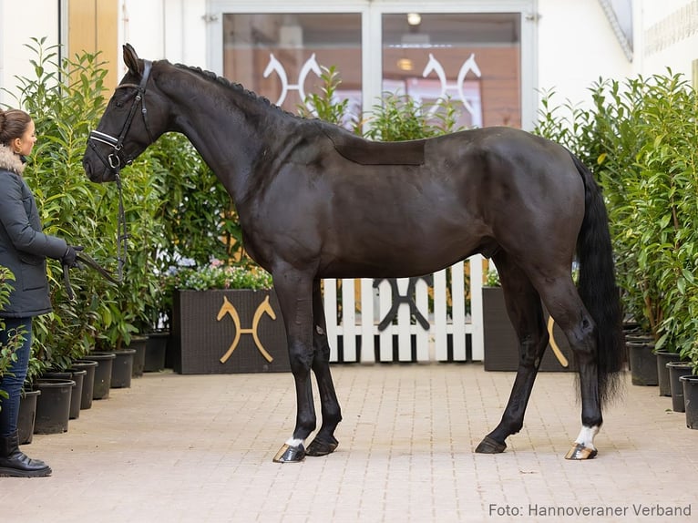 Hannoveriano Caballo castrado 4 años 168 cm Negro in Verden