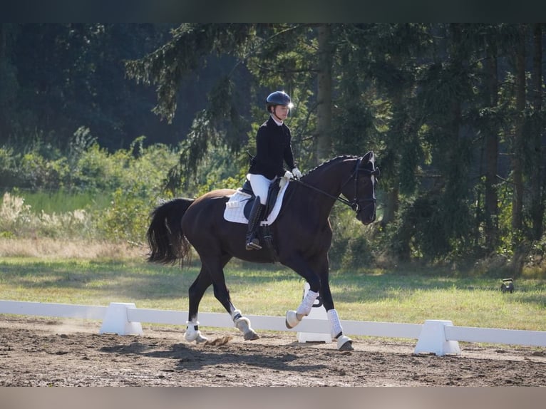 Hannoveriano Caballo castrado 4 años 168 cm Negro in Wendorf