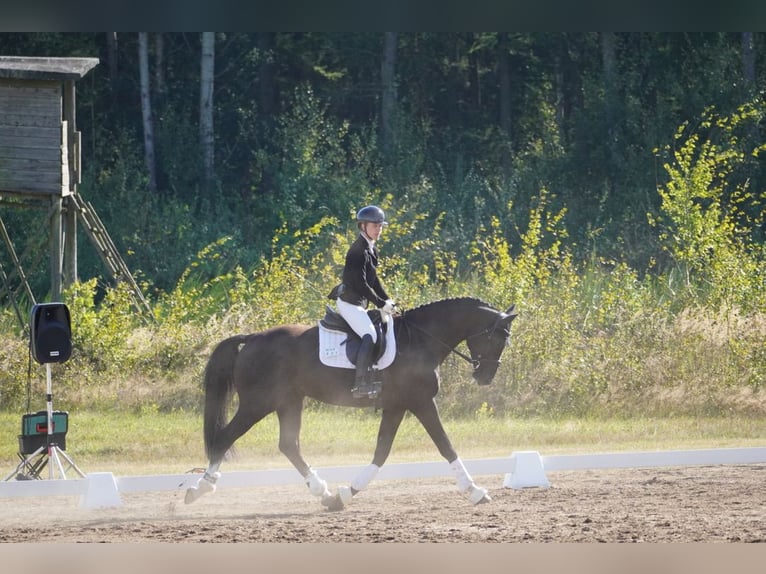 Hannoveriano Caballo castrado 4 años 168 cm Negro in Wendorf