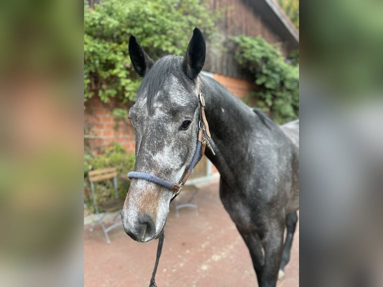 Hannoveriano Caballo castrado 4 años 168 cm Tordo in Verden (Aller)