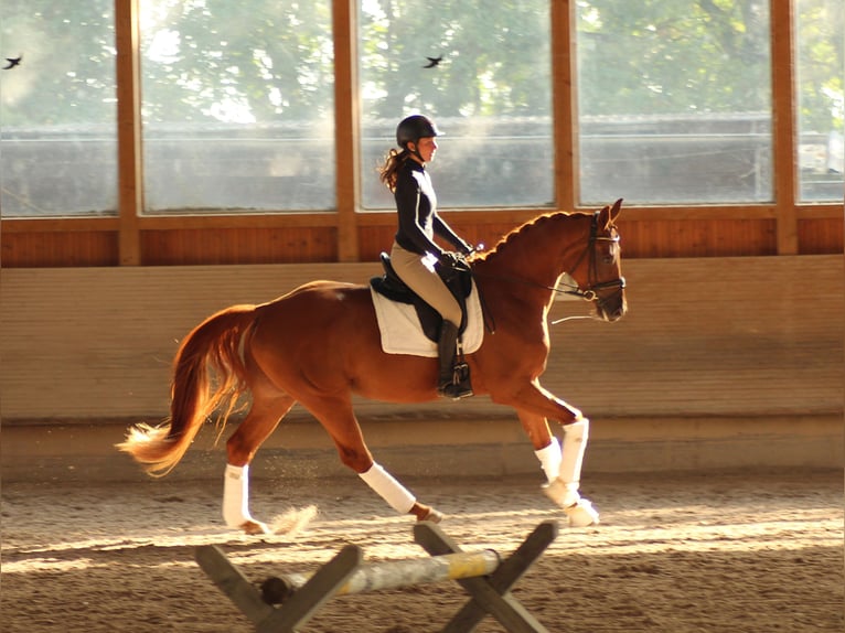 Hannoveriano Caballo castrado 4 años 169 cm Alazán in Aschaffenburg