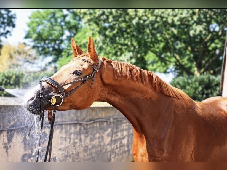 Hannoveriano Caballo castrado 4 años 169 cm Alazán in Kempen