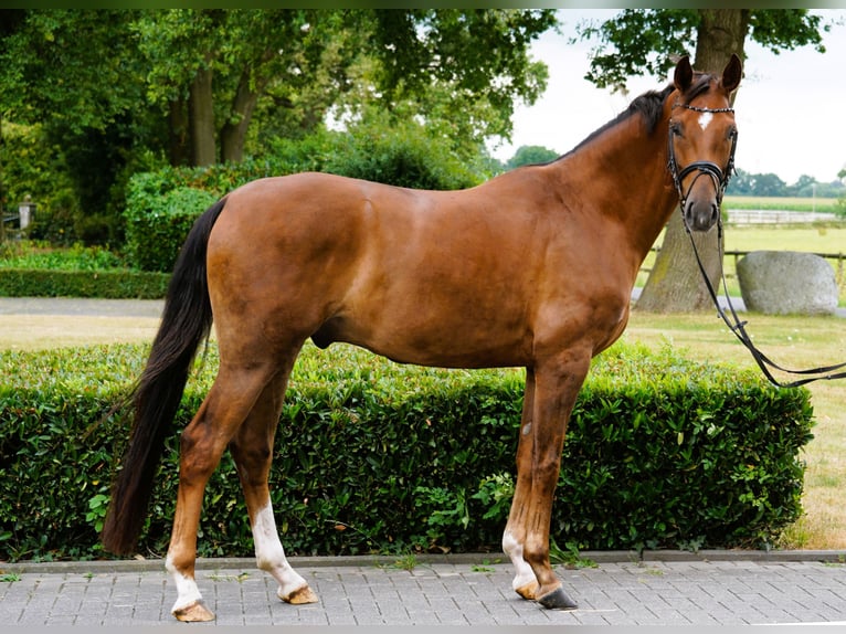 Hannoveriano Caballo castrado 4 años 169 cm Alazán in Coesfeld