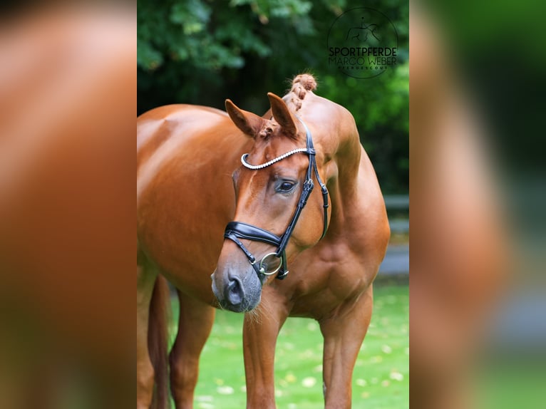 Hannoveriano Caballo castrado 4 años 169 cm Alazán in Lengerich