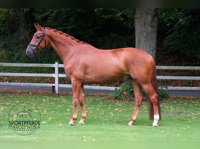 Hannoveriano Caballo castrado 4 años 169 cm Alazán in Lengerich