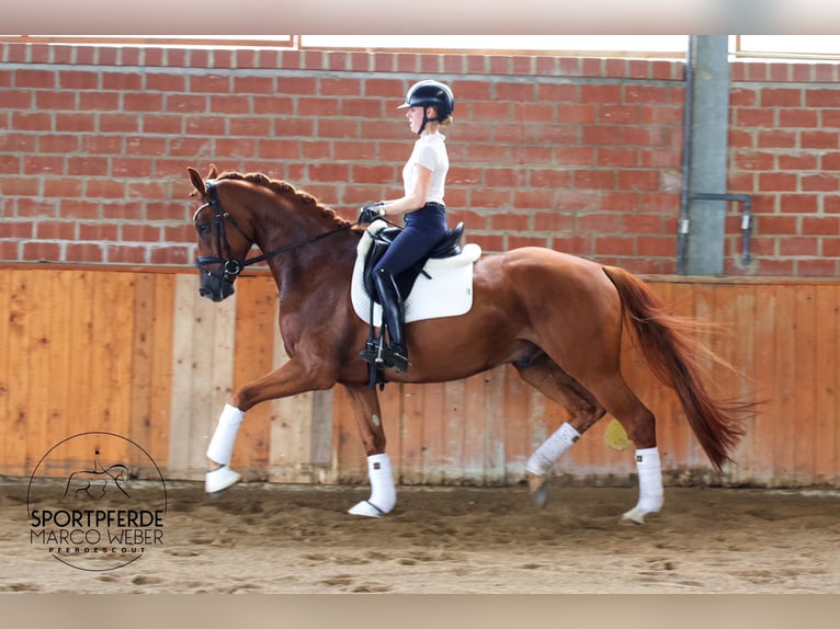 Hannoveriano Caballo castrado 4 años 169 cm Alazán in Lengerich