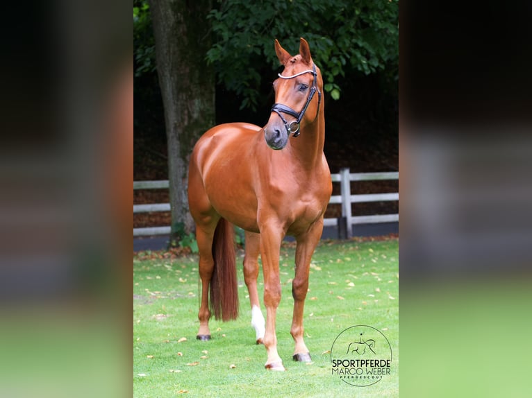 Hannoveriano Caballo castrado 4 años 169 cm Alazán in Lengerich